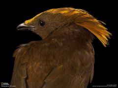 Tapeta National Geographic 436.jpg